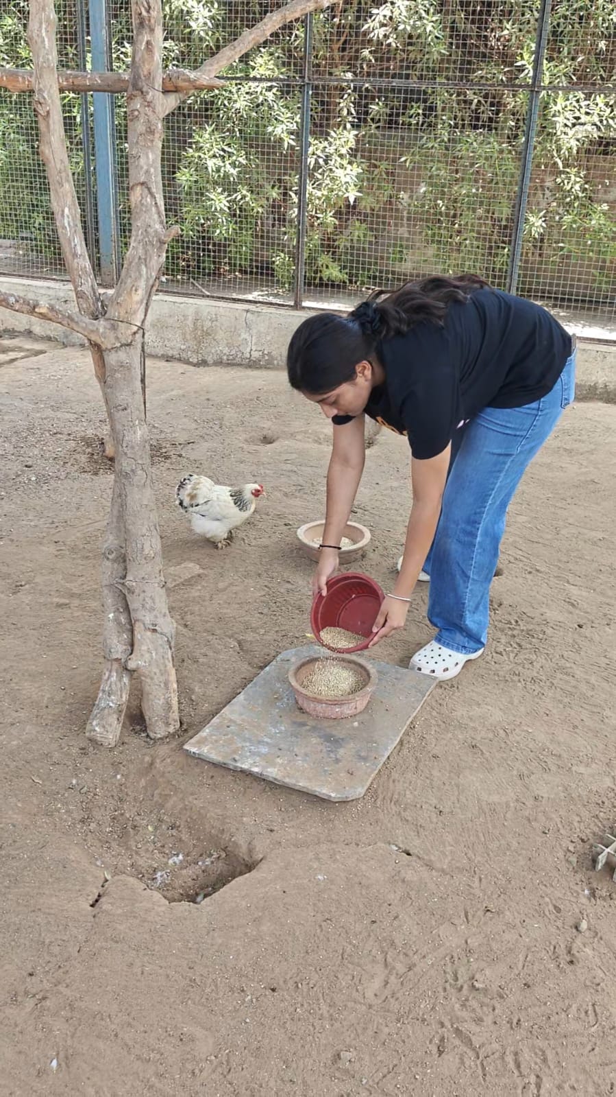 Naisha placing food for chickens